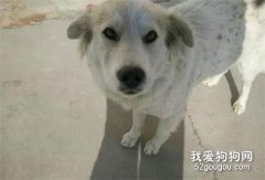 流浪狗示意網友跟它走，沒想到讓他收獲了一窩狗寶寶！