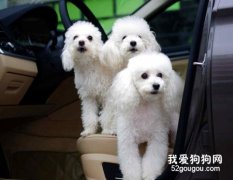 狗狗犬窩咳癥狀和治療