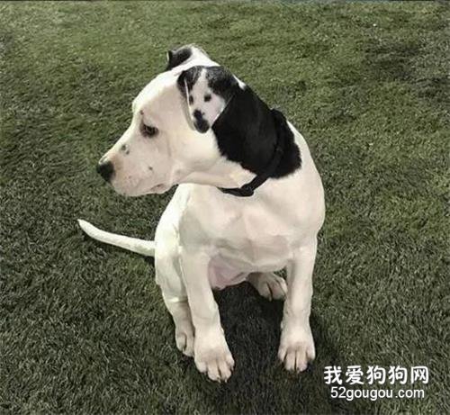 鬼斧神工！這條狗耳朵上居然天生就有自畫像