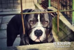美國少年私闖民宅被三只看家狗咬死，狗主無責
