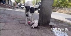 狗寶寶受傷嚴重，狗媽媽成功找到救援人員解救