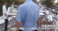 廠房遷拆，藏獒戀家發狂不愿離開，主人報警請求擊斃...