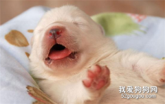 小狗不吃奶全身冰涼 趕緊急救
