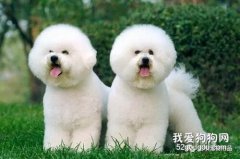 狗狗在四季的飲食有什么關系