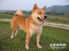 怎樣挑選柴犬 新手主人必看