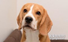 狗狗痙攣的原因和處理方法