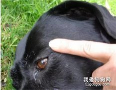 狗狗休克怎么辦 搶救措施很重要