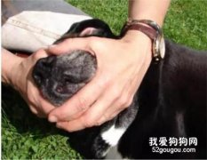 狗狗溺水了怎么辦?