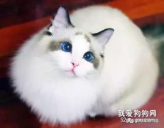 貓腎衰竭的癥狀有什么?
