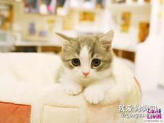  貓咪中暑的癥狀和預防急救措施