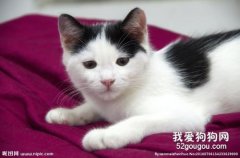 貓咪嘴唇潰瘍怎么辦？