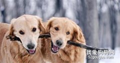 狗狗有多少顆牙齒 狗狗牙齒磨損程度怎么看？