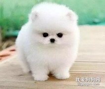 狗狗耳道常見疾病