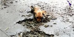 狗狗深陷泥潭命懸一線，善良女孩伸出援手