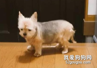 小主人錯過末班車沒法回家，而狗砸這個表情超讓人心疼！