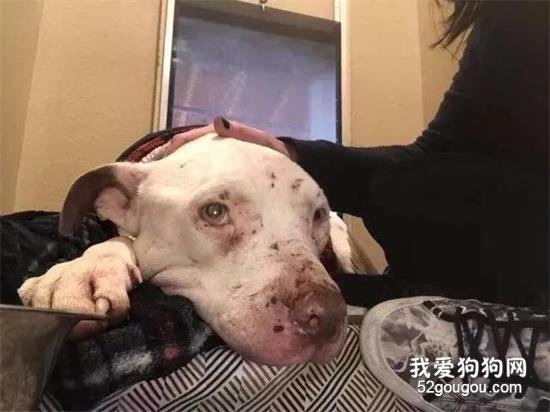 它生來只為激怒狗，唯一的解脫是死亡...