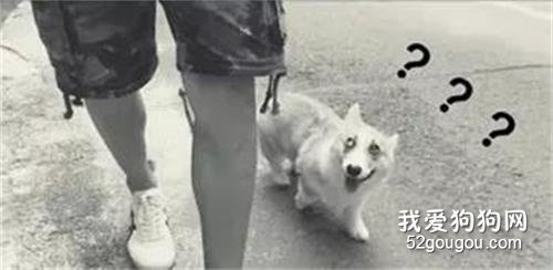 主人只顧玩手機，牽引繩脫落都不知道，柯基一臉問號的看著！