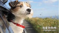 狗狗暈車怎么治 四步訓練方法