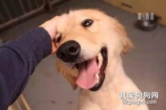 摸狗狗哪里它會開心 狗狗被撫摸哪里最舒服