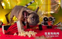 狗吃雞肝好嗎 狗吃雞肝有哪些壞處