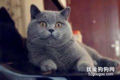 英短藍貓的優缺點