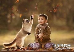 貓為什么不喜歡和人玩?