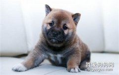 狗狗關節炎的癥狀 如何預防狗狗關節炎