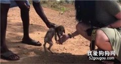 瀕臨死亡的狗狗在好心人救助下，奇跡恢復