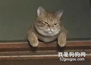 主人晚了回家喂貓，一進門就感受到事態嚴重…