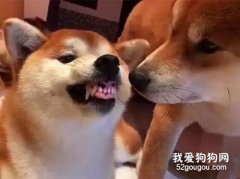 狗狗對主人齜牙都有哪些原因？