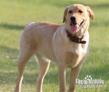 如何挑選母種犬？