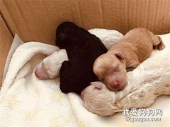 怎么訓練狗狗習慣睡狗窩？