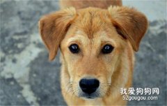 狗狗抽搐是羊癲瘋嗎？