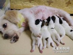 母狗產后喘幾天能好 低血鈣癥要警惕！