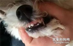 撿來的狗狗怎么看年齡 牙齒才是關鍵！