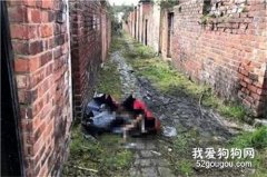 狗狗孕后性情大變，被無良夫婦殘忍殺害...