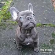 主人患癌不幸去世，15分鐘后愛犬緊隨而去...