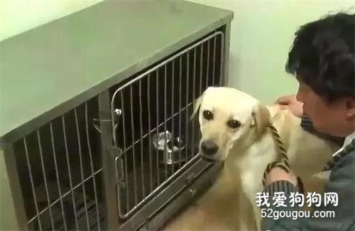 如果這個世界真有天使，那一定是狗狗！