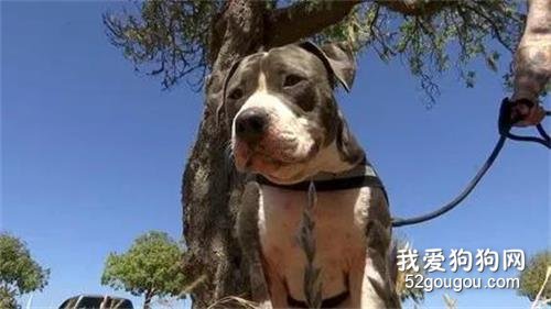 男子被鯊魚咬住腳踝，危機時刻，狗子挺身而出反殺鯊魚救了他一命！