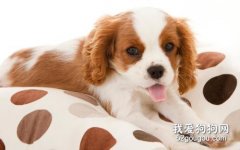 母犬為什么會產后拉稀?