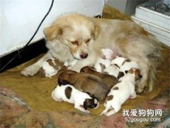 狗狗近親繁殖的好處 狗狗能近親繁殖嗎?
