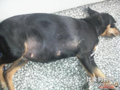 小鹿狗生孩子的危險率有多大?