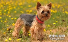 狗狗胃炎癥狀及治療方法