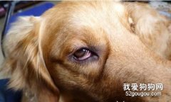 狗為什么會眼瞼內翻？