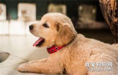 狗誤食老鼠藥的癥狀