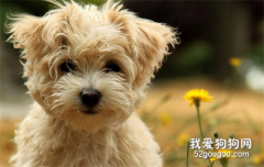 狗狗吃海鮮中毒癥狀