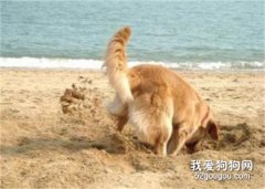 狗狗喜歡刨地是什么原因?