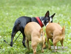 狗狗之間怎么打招呼？