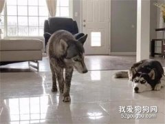 男子領回朋友家的哈士奇，沒想到幾天后，人和狗都崩潰了！