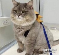 這只貓胖出了雙下巴，被主人抱出去逛街，路人還以為是玩偶